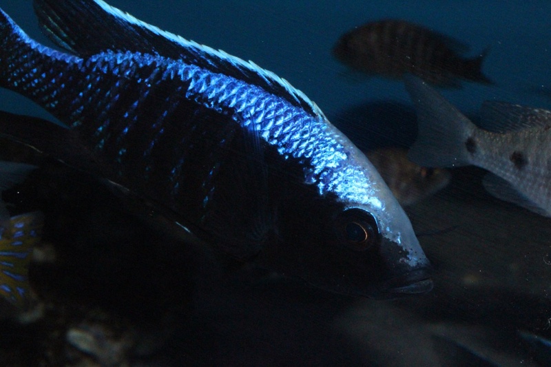 Copadichromis trewavasae 'Likoma Island'